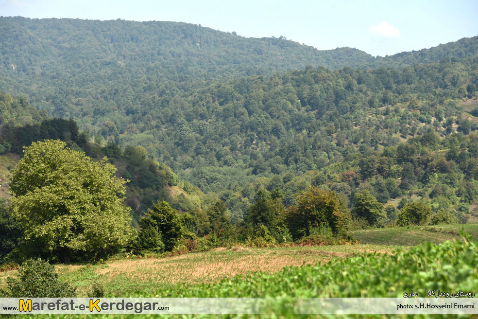 جنگل های مازندران